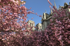 Cathédrale Notre-Dame de Paris